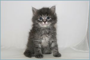 Male Siberian Kitten from Deedlebug Siberians